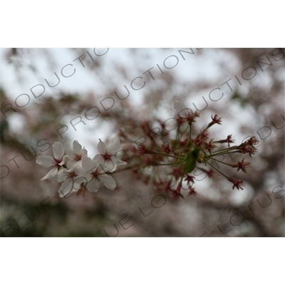 Cherry Blossom in Kencho-ji in Kamakura