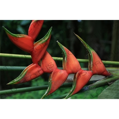 Heliconia Flower in Arenal Volcano National Park