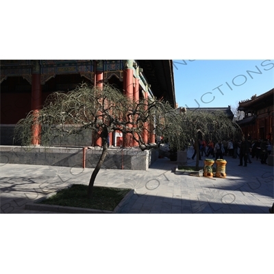 Tree in front of the Pavilion of Peace (Yansui Ge) in the Lama Temple in Beijing