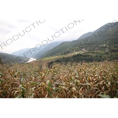 Corn Fields and Countryside around the Jinsha River in the Tiger Leaping Gorge (Hu Tiao Xia) Scenic Area