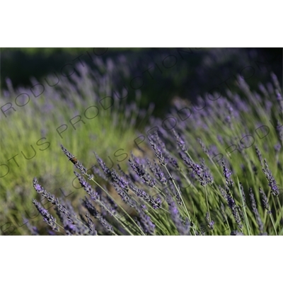 Bee on a Lavender Flower near Château de Lacoste