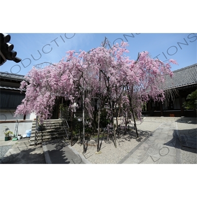 Cherry Blossom in Kofukuji in Nara