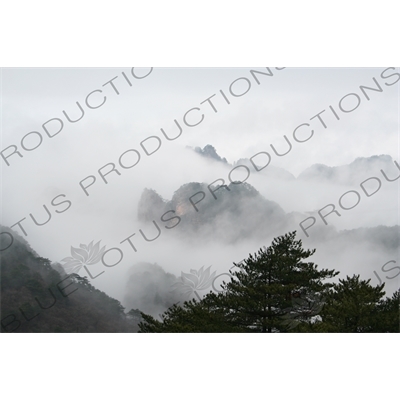 Trees on Yellow Mountain (Huang Shan) in Anhui Province