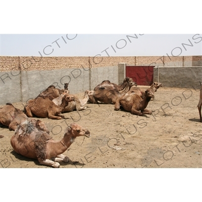 Camel Enclosure in Meybod