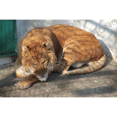 'Liger' at the Siberian Tiger Park in Harbin