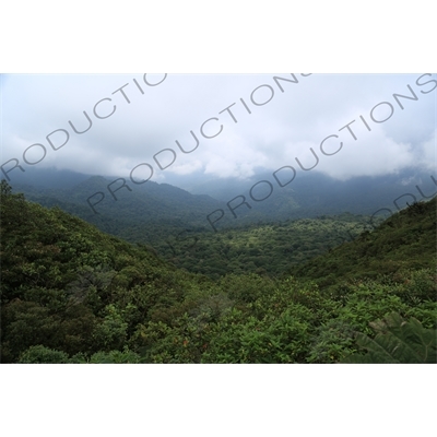 Rainforest in Monteverde Cloud Forest Reserve