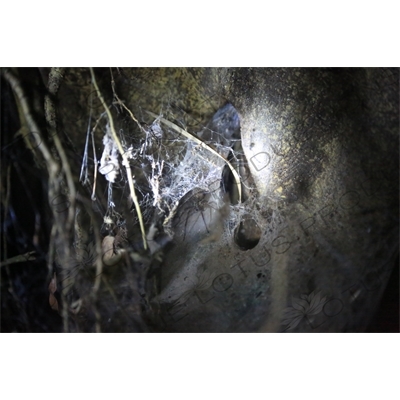 Funnel Web Spider Web in Monteverde Cloud Forest Reserve