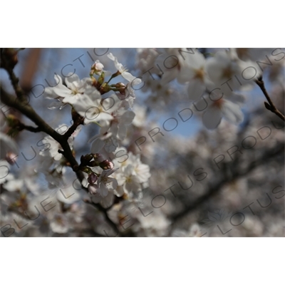 Cherry Blossom Trees in Kinosaki Onsen