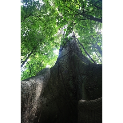Giant Kapok/Ceiba Tree in Arenal Volcano National Park