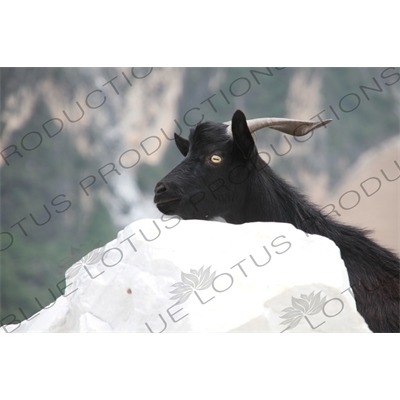 Goat near the Jinsha River in the Tiger Leaping Gorge (Hu Tiao Xia) Scenic Area