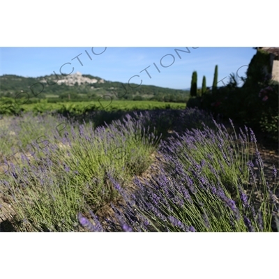 Lavender near Château de Lacoste