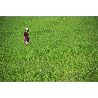 Farmer Standing in a Paddy Field in Bali