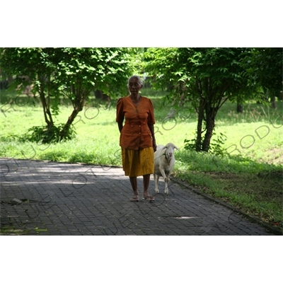 Woman Walking a Goat at the Prambanan Temple Compound near Yogyakarta