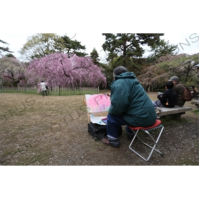 Artist Painting Cherry Blossom Trees in Kyoto Gyoen/Imperial Palace Park in Kyoto