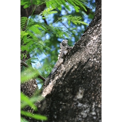 Iguana in a Tree near Playa Guiones in Nosara