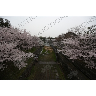 Cherry Blossom Trees on the Biwako Incline in Kyoto