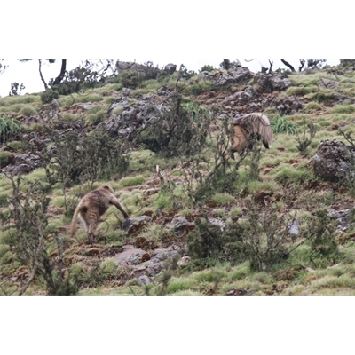 Baboons in Simien Mountains National Park