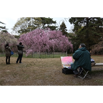 Artist Painting Cherry Blossom Trees in Kyoto Gyoen/Imperial Palace Park in Kyoto