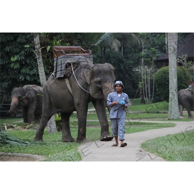 Mahout Leading an Elephant down a Path in Bali