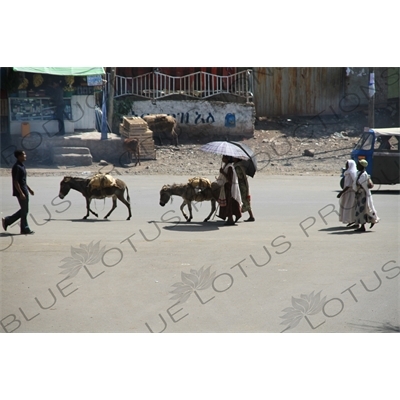 Donkeys in the Road in Gondar