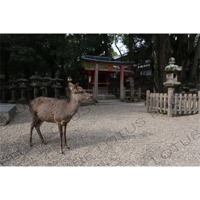 Deer in the Grounds of the Kasuga Grand Shrine (Kasuga-taisha) in Nara