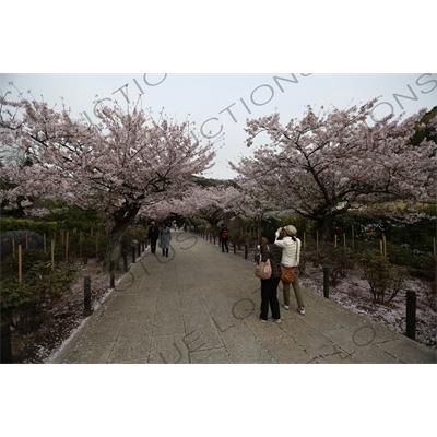 Cherry Blossom Trees in Kencho-ji in Kamakura