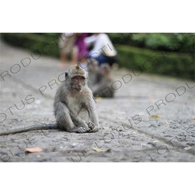 Monkey Sitting on a Path in Bali