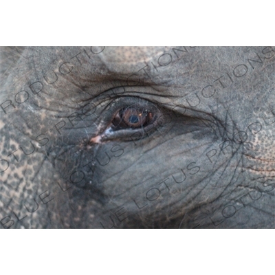 Elephant's Eye in Bali