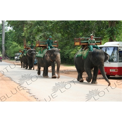 Angkor Elephant