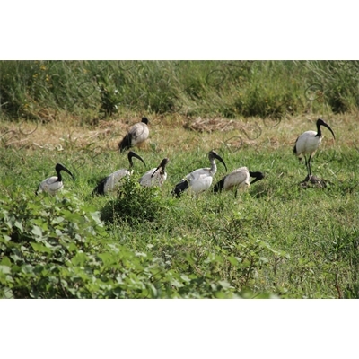 Ibis near the Blue Nile Falls