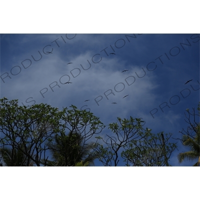 Birds Flying over Playa Guiones in Nosara