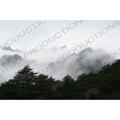 Trees on Yellow Mountain (Huang Shan) in Anhui Province