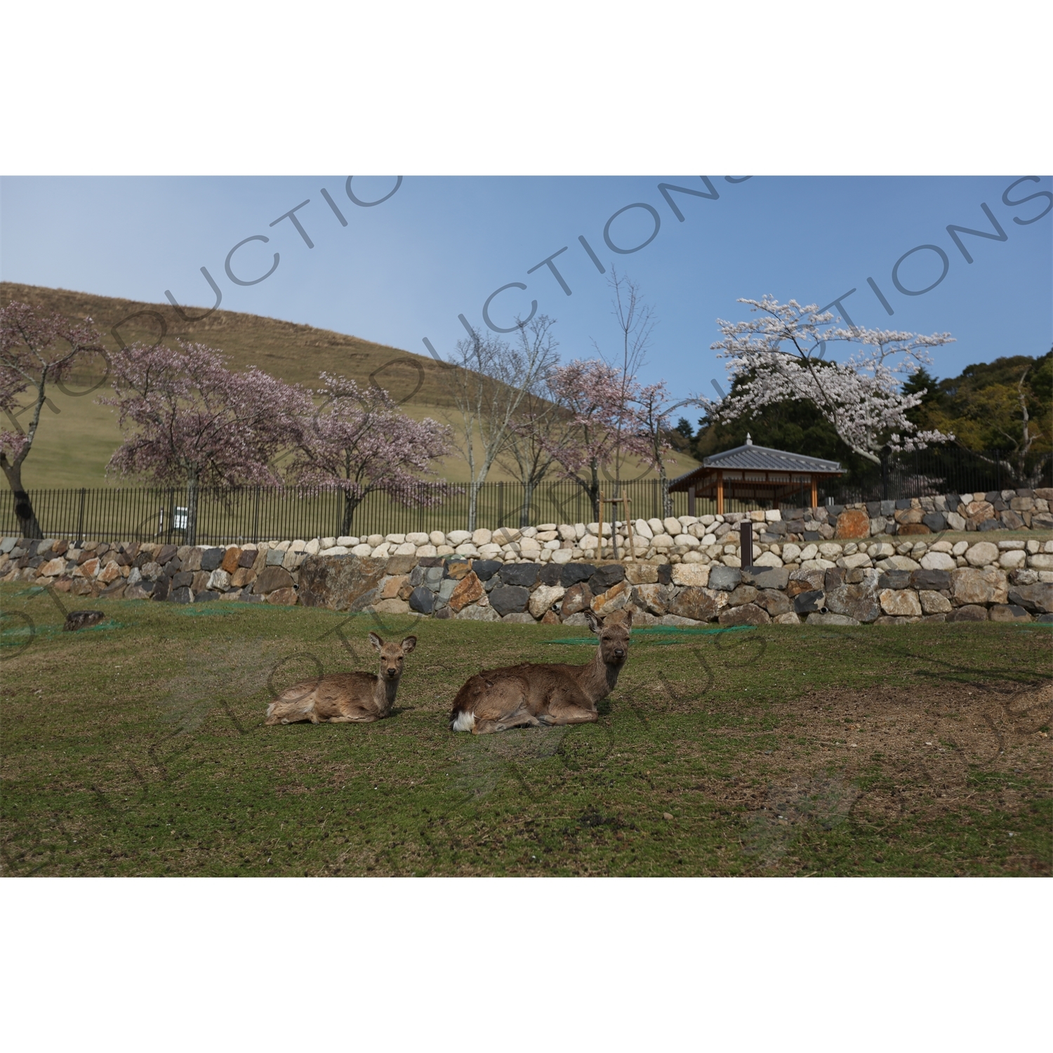 Deer and Cherry Blossom Trees in Nara Park