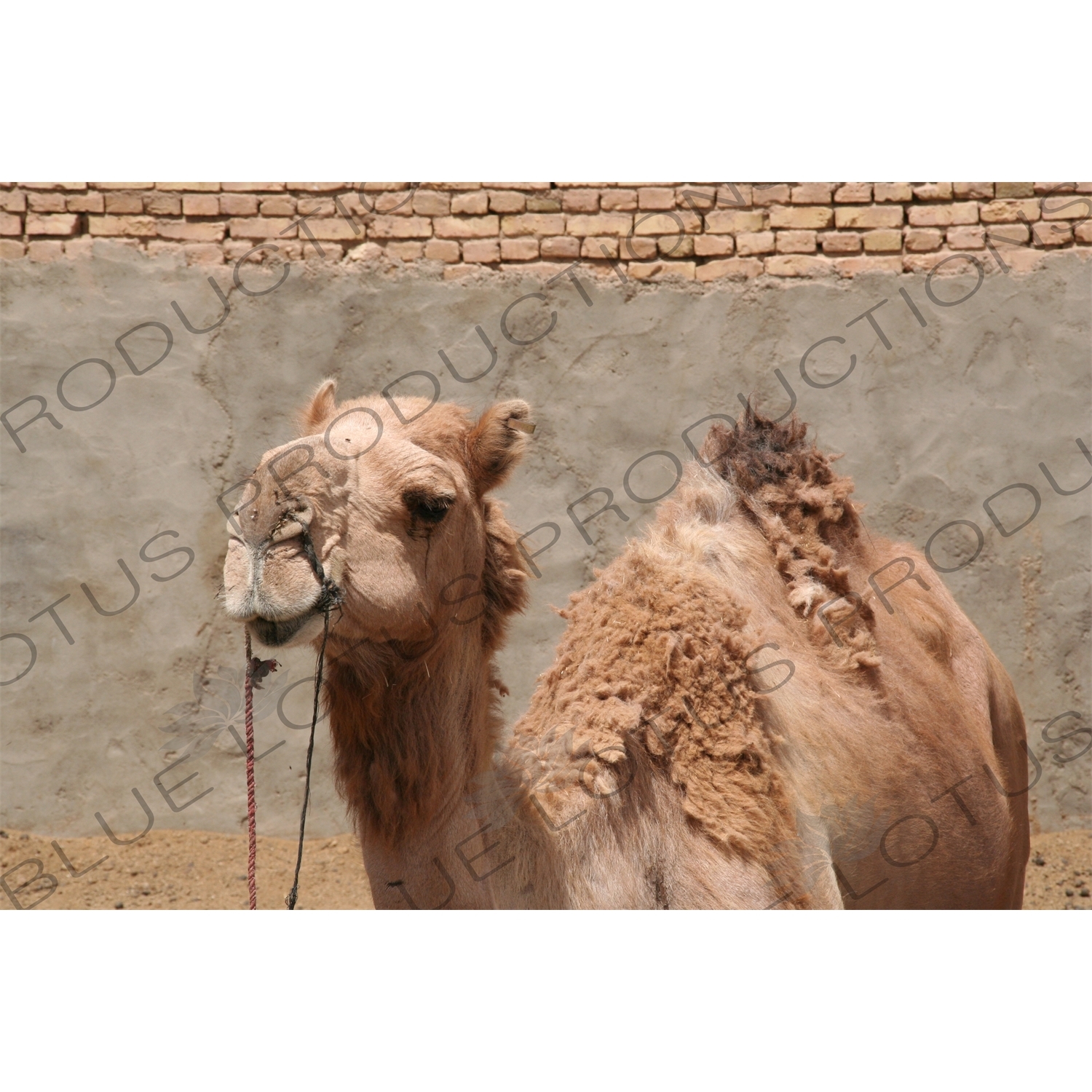 Camel in Meybod