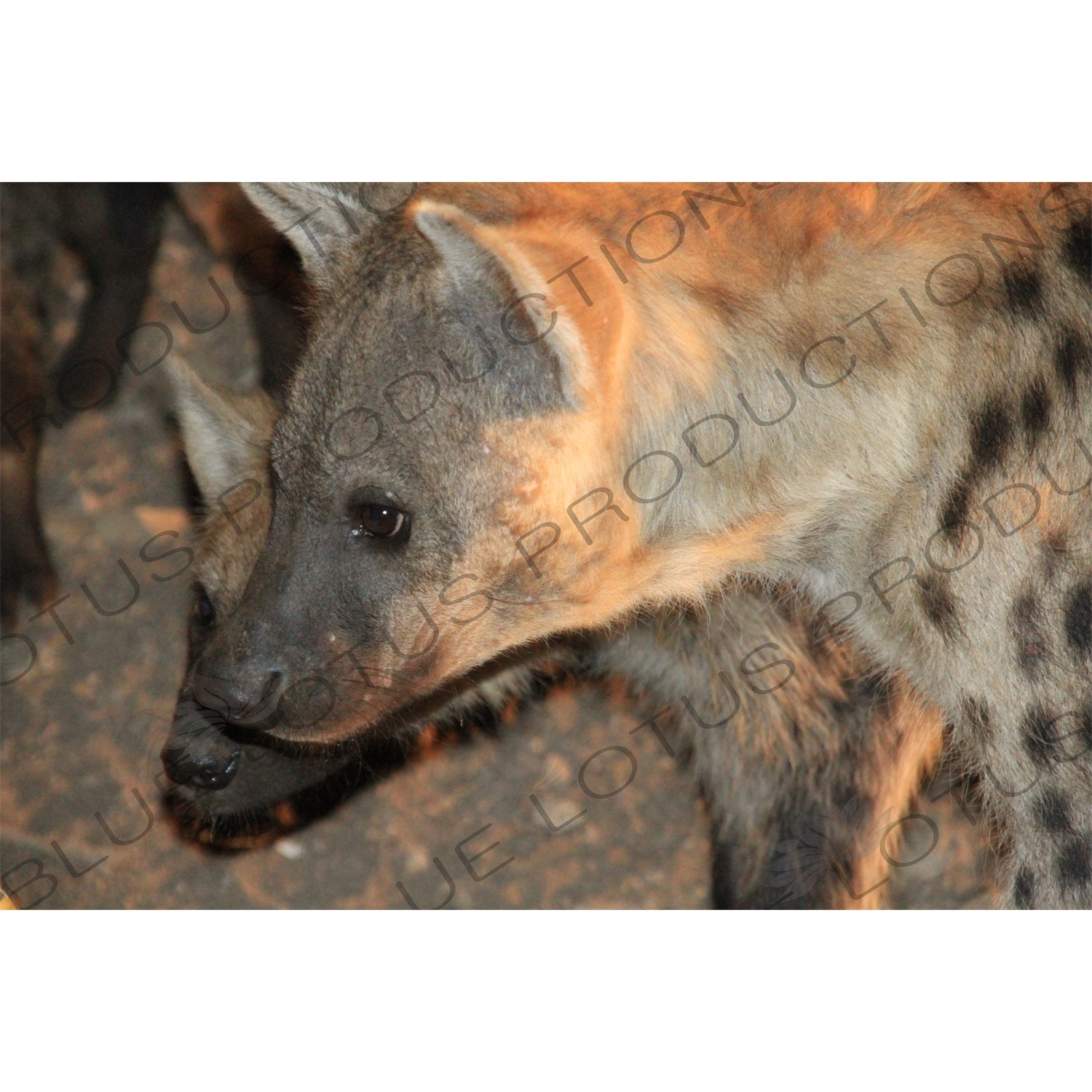 Hyenas Waiting to be Fed near Harar