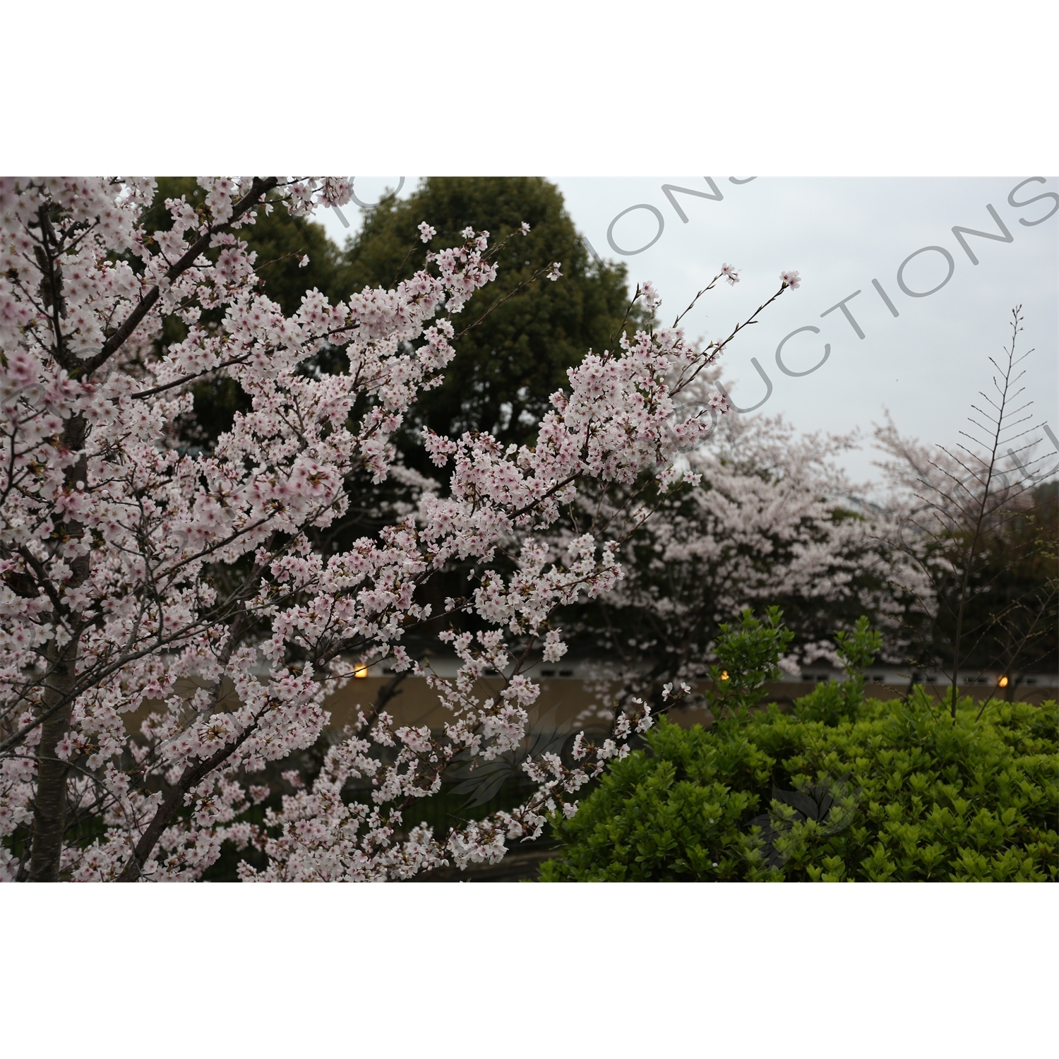 Cherry Blossom Trees on the Biwako Incline in Kyoto