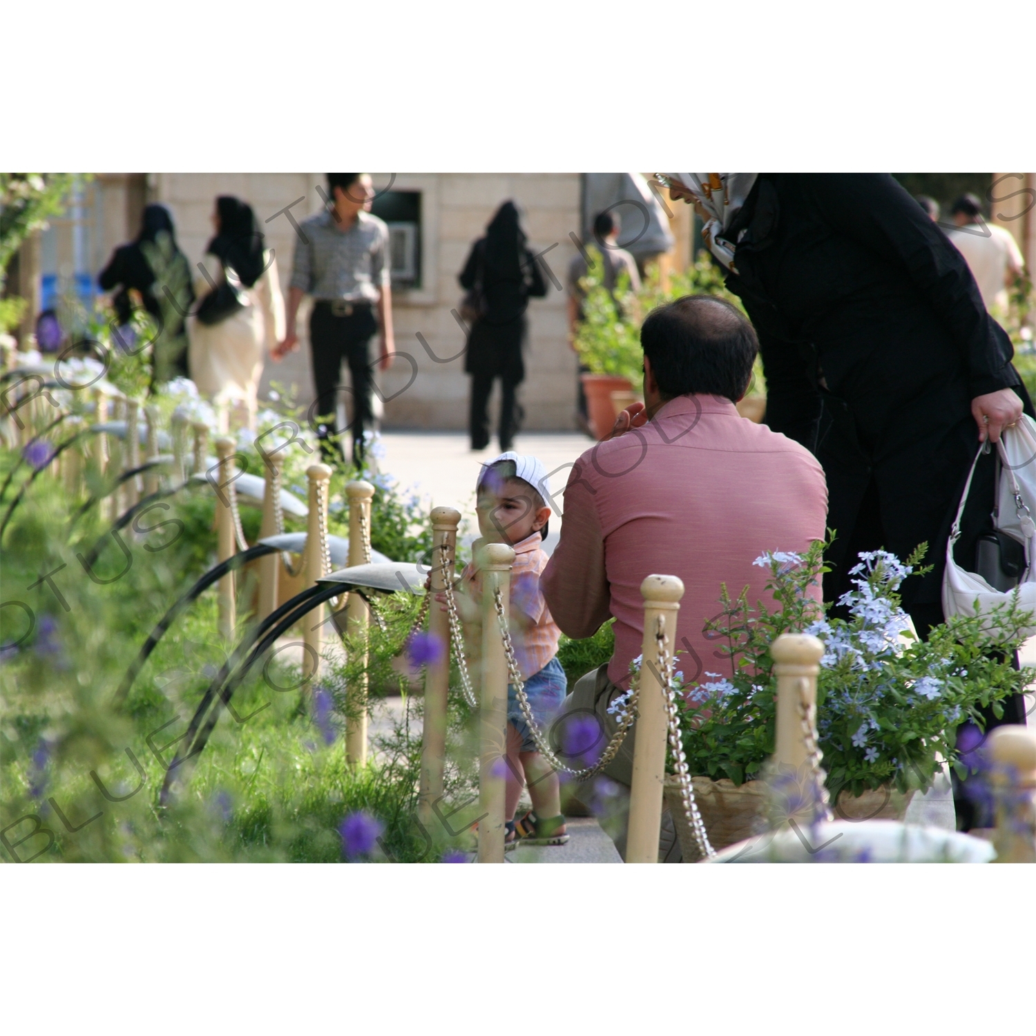 Eram Garden in Shiraz