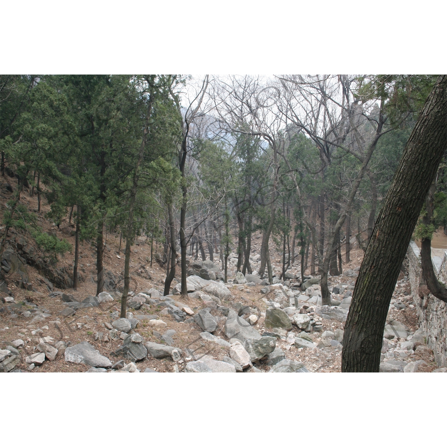 Forest at the Foot of Mount Tai (Tai Shan) in Shandong Province