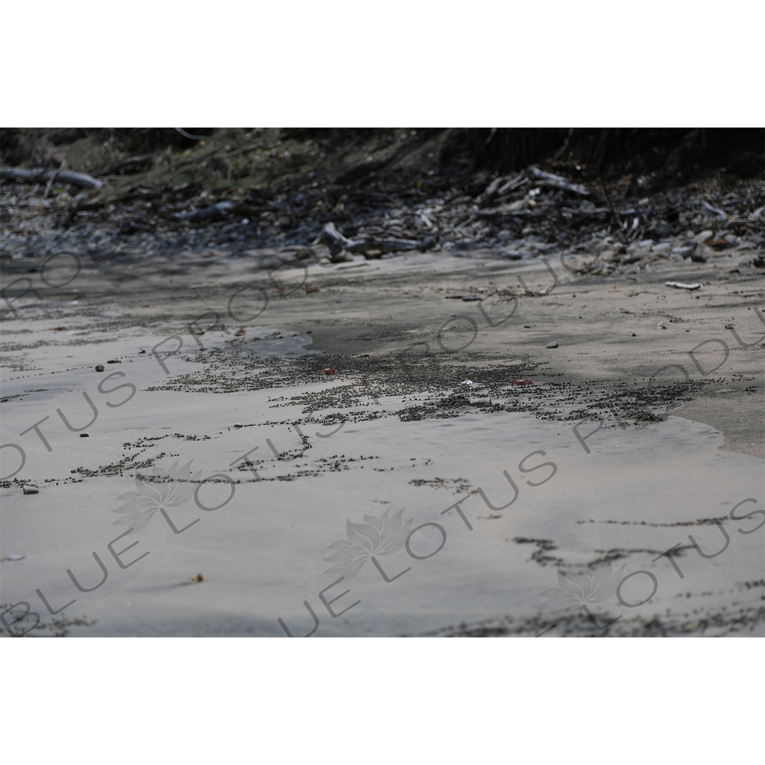 Red Fiddler Crabs on Playa Guiones in Nosara