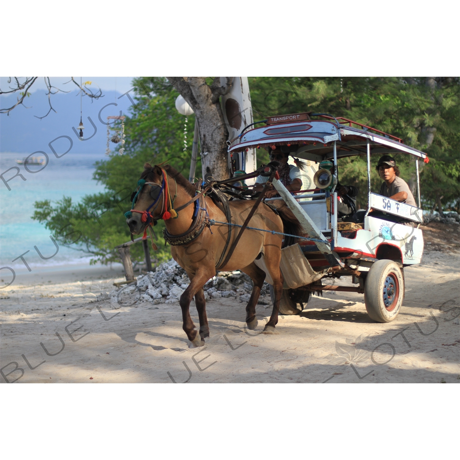 Horse and Cart on Gili Meno