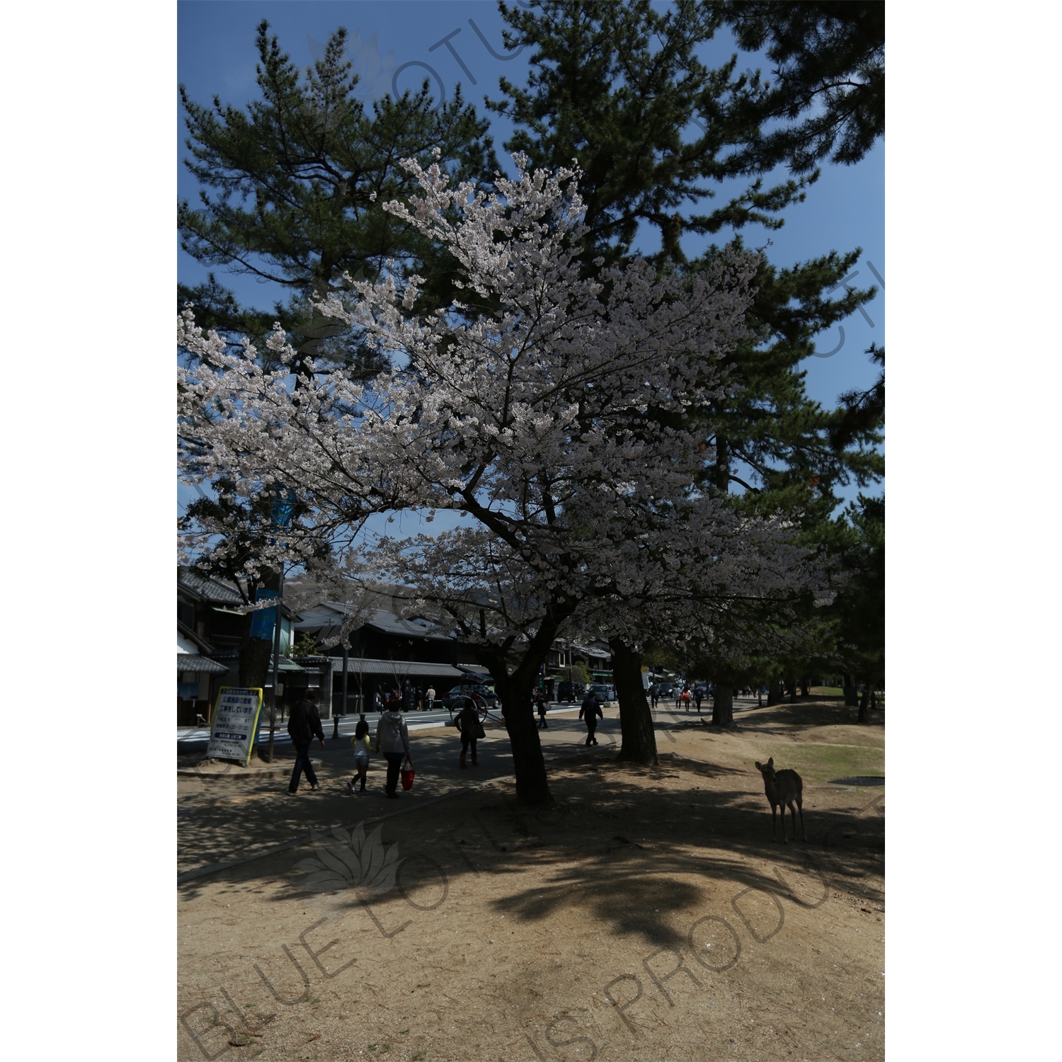 Cherry Blossom Tree in Nara Park