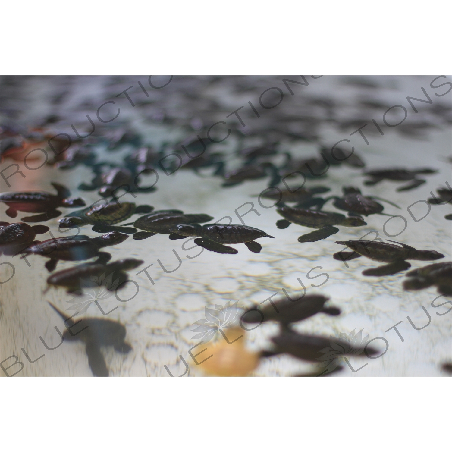 Turtle Hatchlings in a Tank on Gili Meno