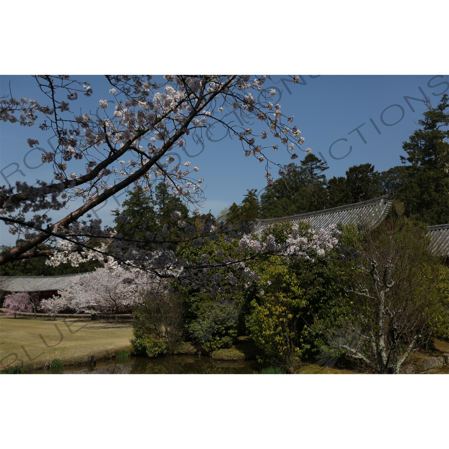 Cherry Blossom outside Big Buddha Hall (Daibutsuden) of Todaiji in Nara