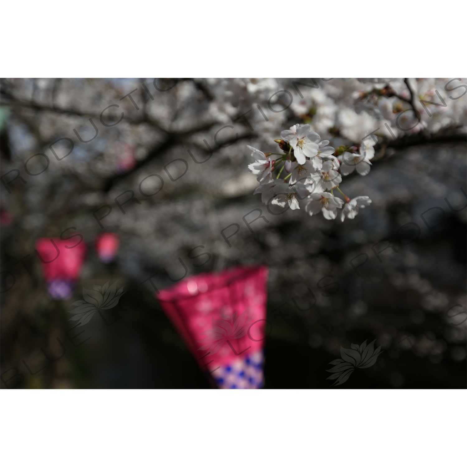 Lanterns Hanging in Cherry Blossom Trees in Kinosaki Onsen