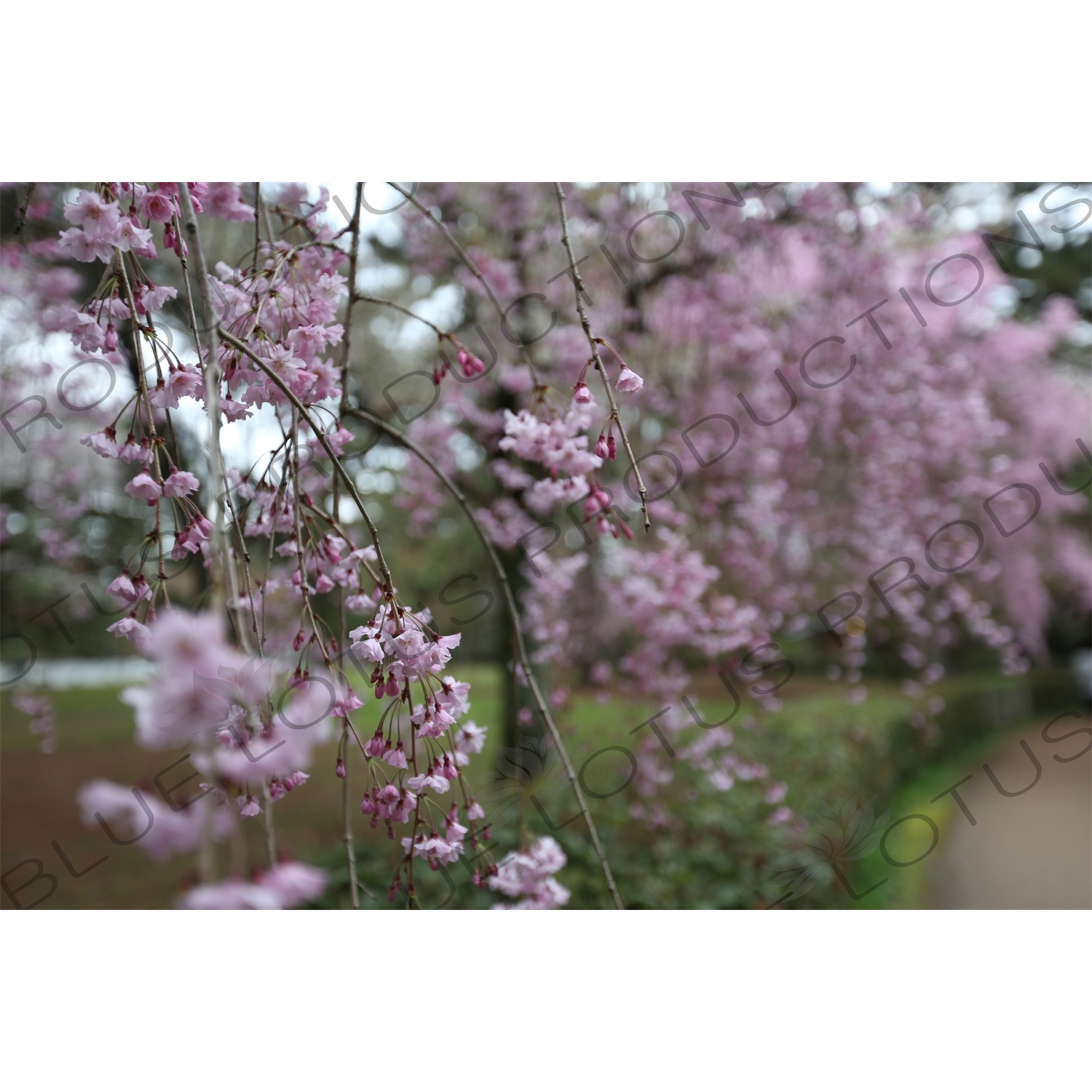 Cherry Blossom in Kyoto Gyoen/Imperial Palace Park in Kyoto