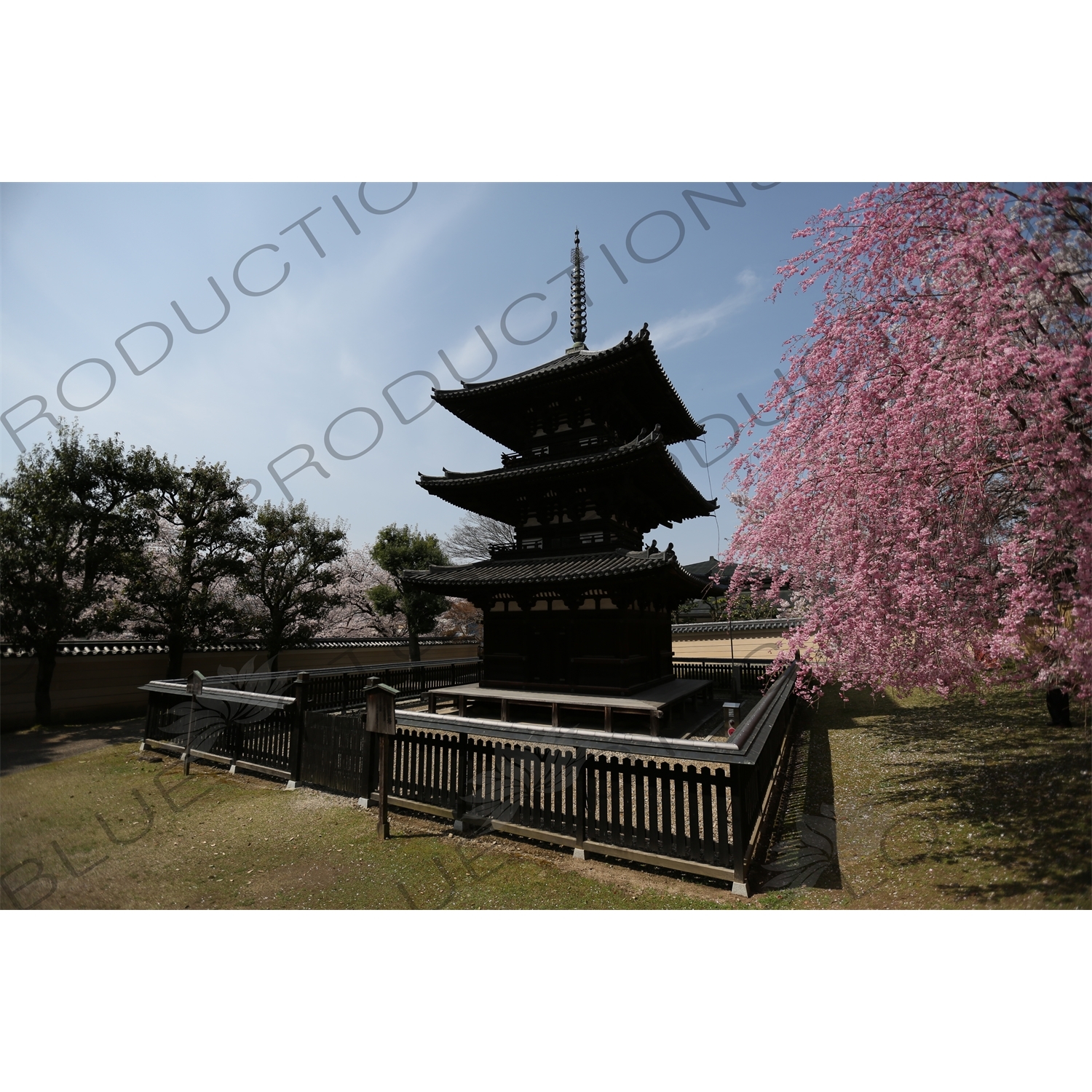 Three Storey Pagoda (Sanju-no-to) and Cherry Blossom Trees in Kofukuji in Nara