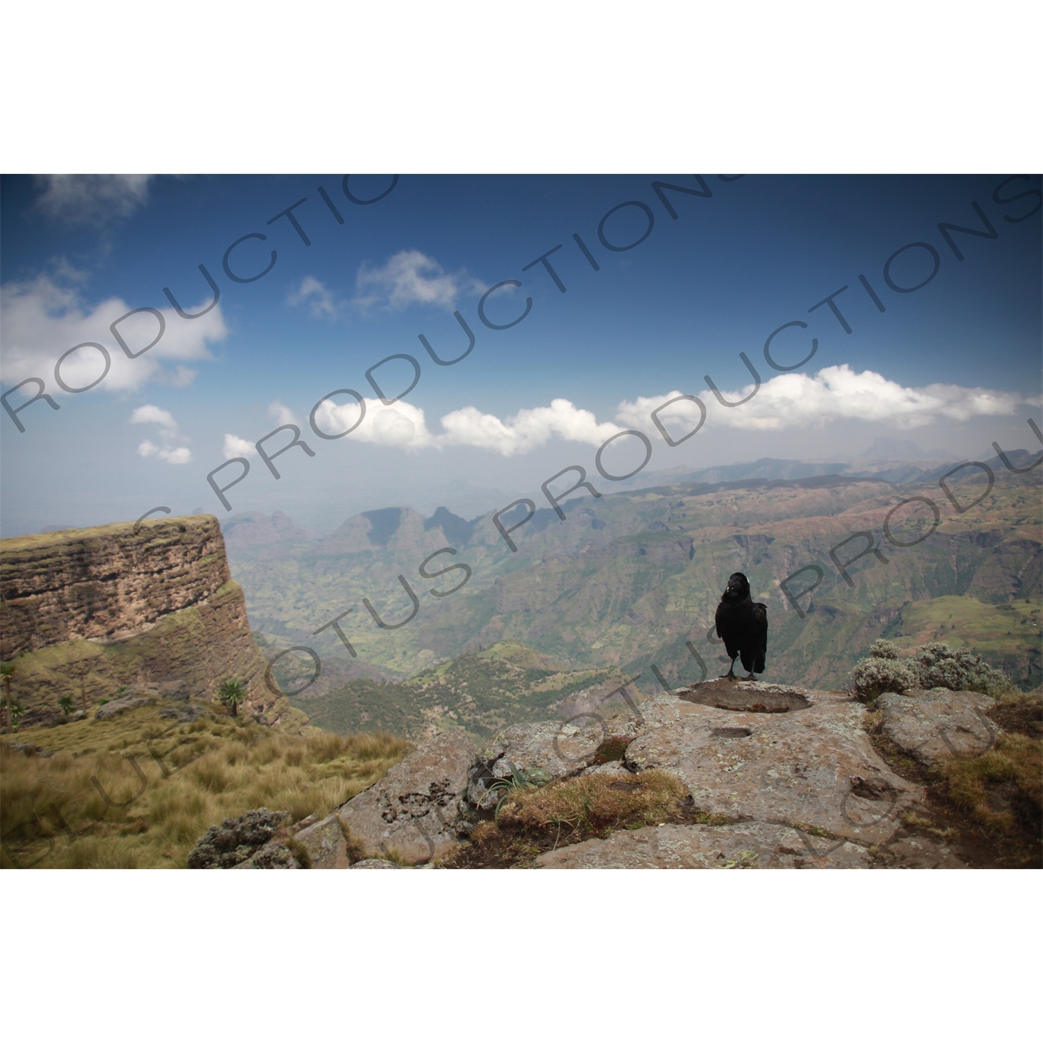 Thick-Billed Raven in Simien Mountains National Park