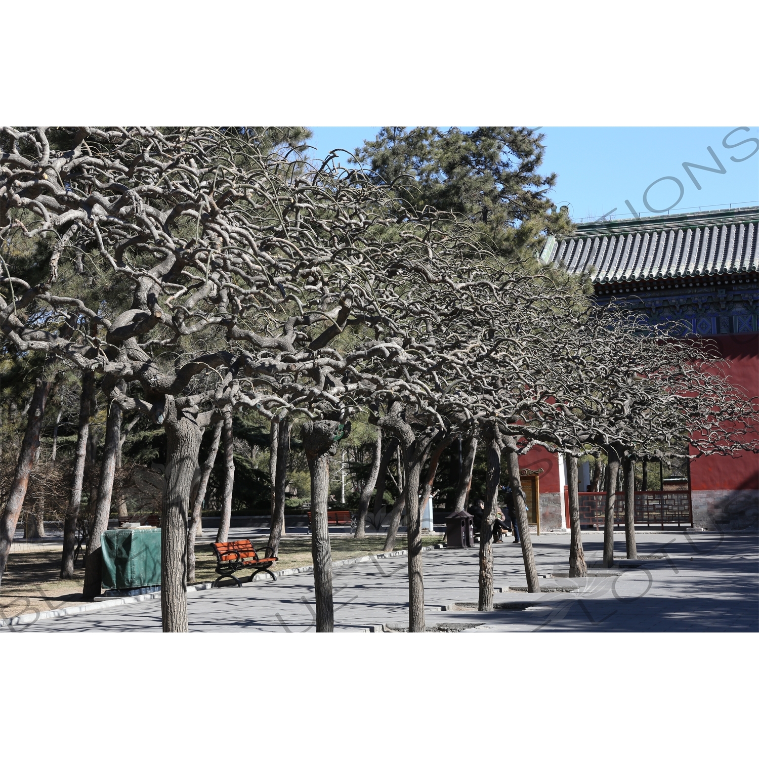 Trees next to the West Holy Gate in the Temple of the Sun Park (Ritan Gongyuan) in Beijing