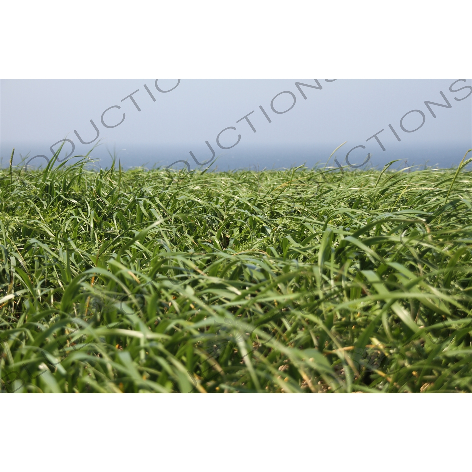 Long Grass on Rebun