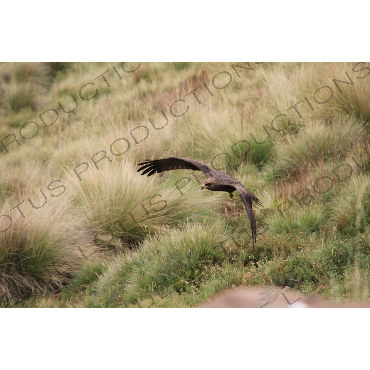 Golden Eagle taking off in Simien Mountains National Park